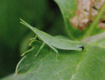 バッタが ひまわりの葉を食べている 対処方法