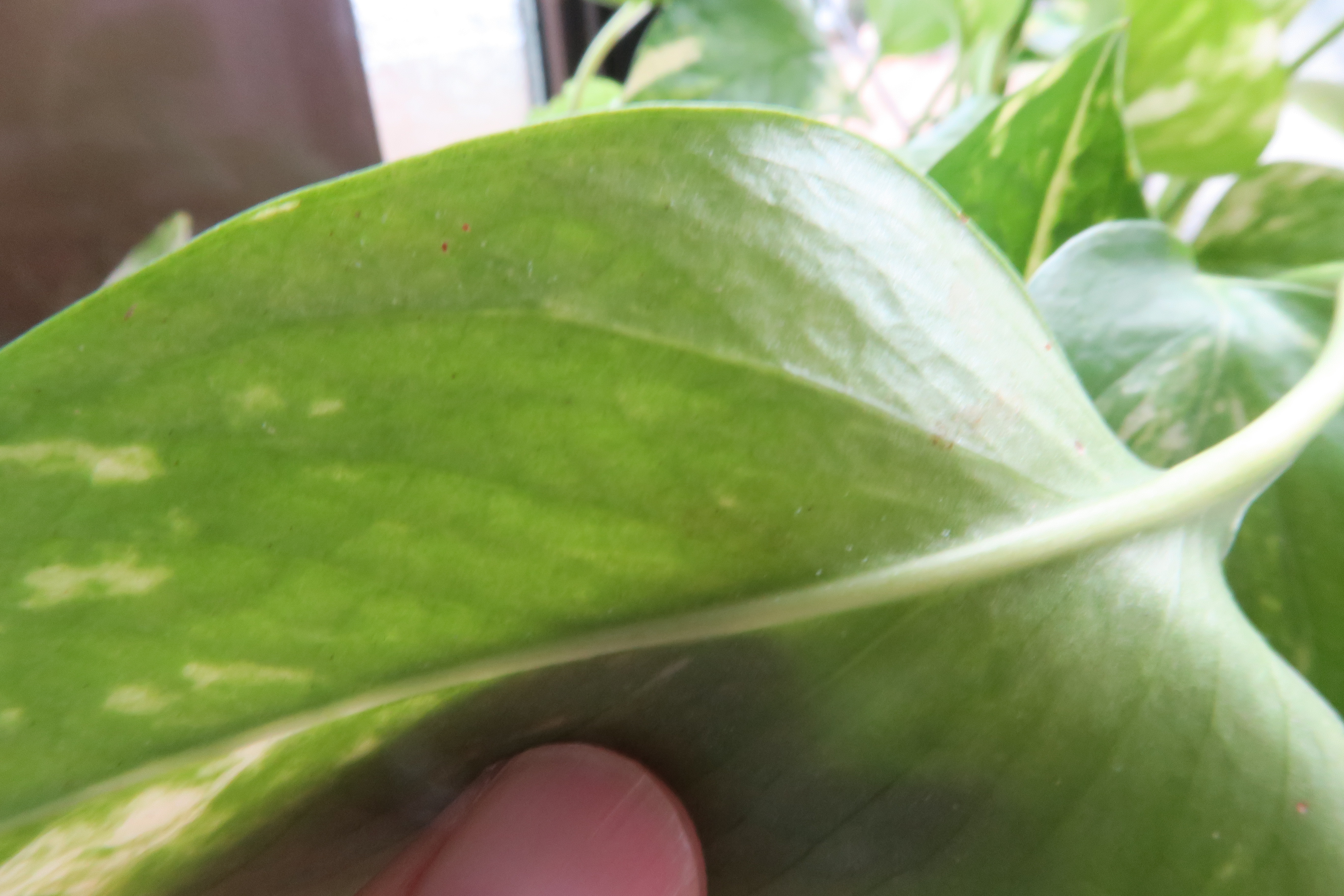 バッタが ひまわりの葉を食べている 対処方法